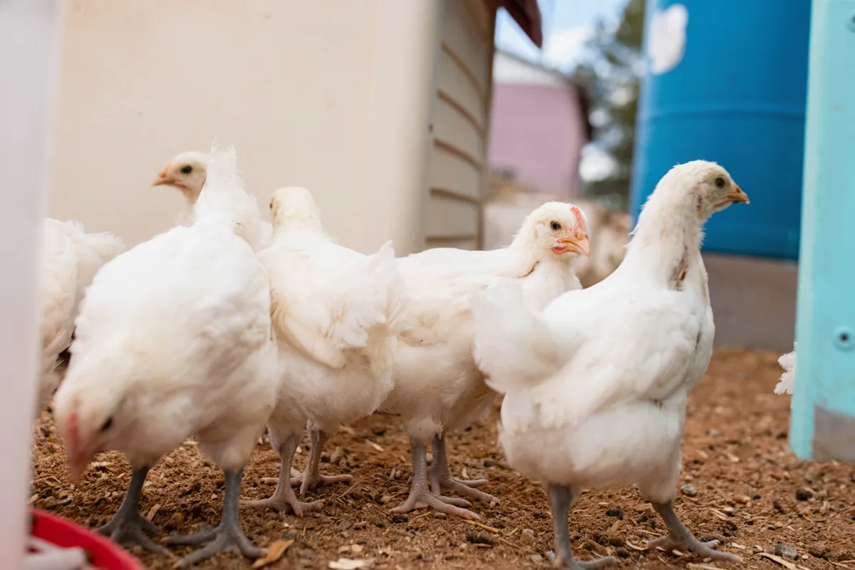 A simple coop with the flock at roost — the 3–4 square feet per bird that covers shelter, not the whole need