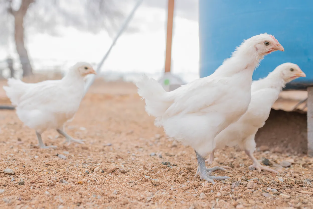 The same flock ranging a wooded edge well past the run fence — the space that makes the meat