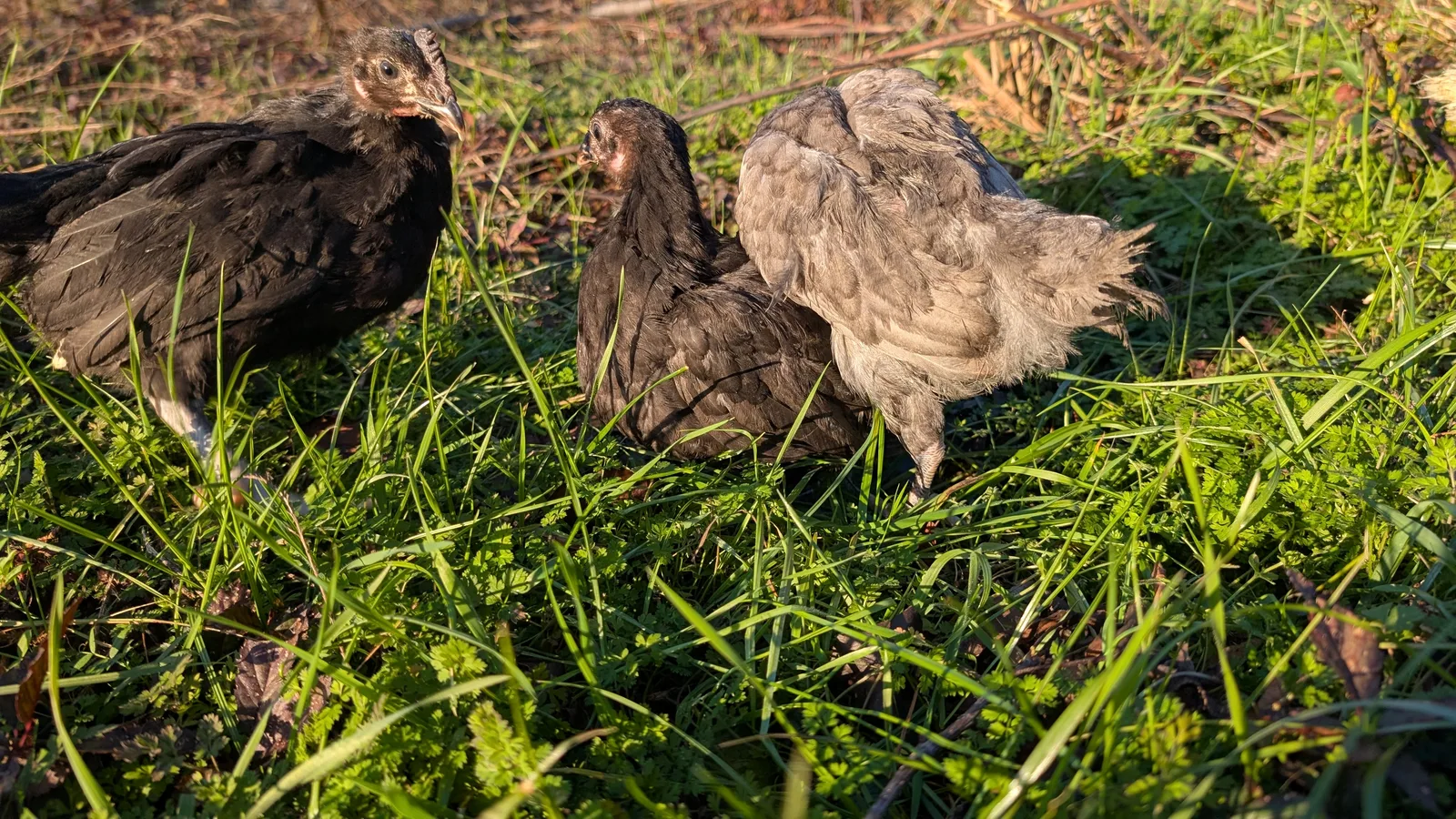 Growers ranging at dusk in their tenth week — the long middle of the calendar, where forage does the paying